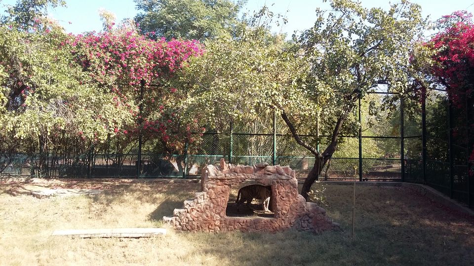 Photo of Albert Hall Museum Jaipur-The Mystery of Pink Color Unfolds! 5/9 by Unwind with Anu Brahma
