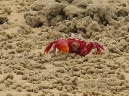 Photo of A weekend Road Trip to Digha Beach Resort-Kolkata by Anu Brahma