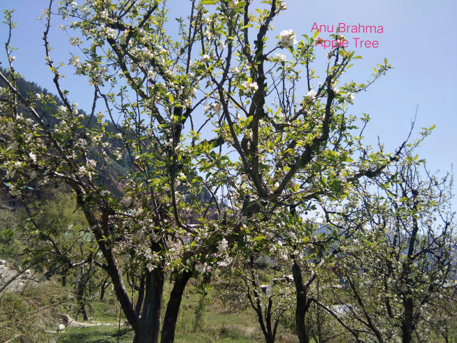 Photo of Kullu Manali -Gateway to Apple's Valley and Snow Clad Mountains! by Unwind with Anu Brahma