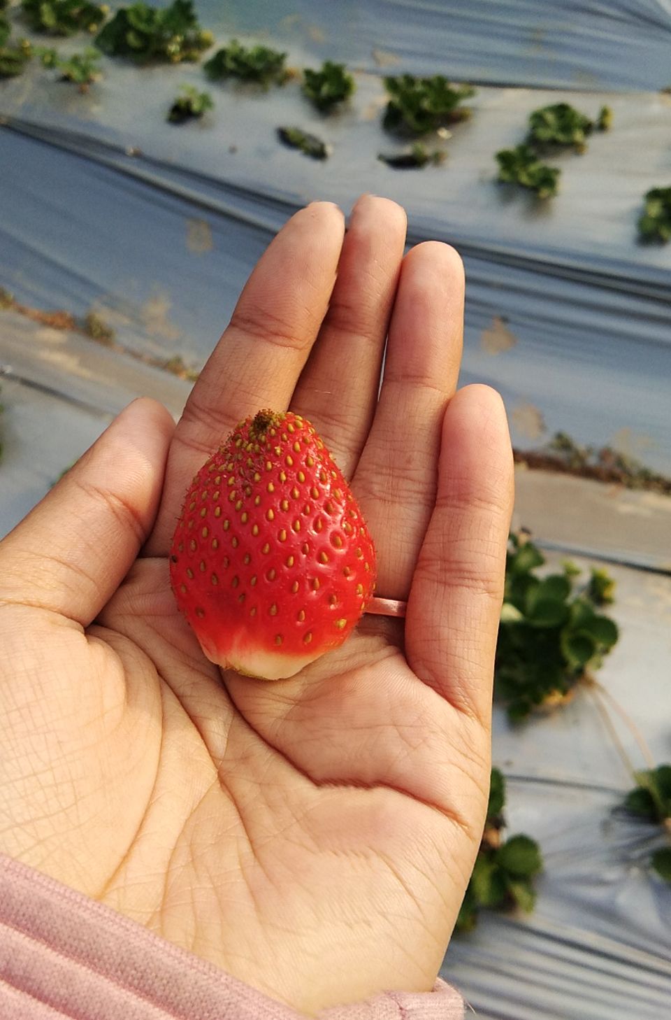 Photo of The untold story of Strawberry Village- Shillong Meghalaya Northeast India. #northeastitinerary by Unwind with Anu Brahma