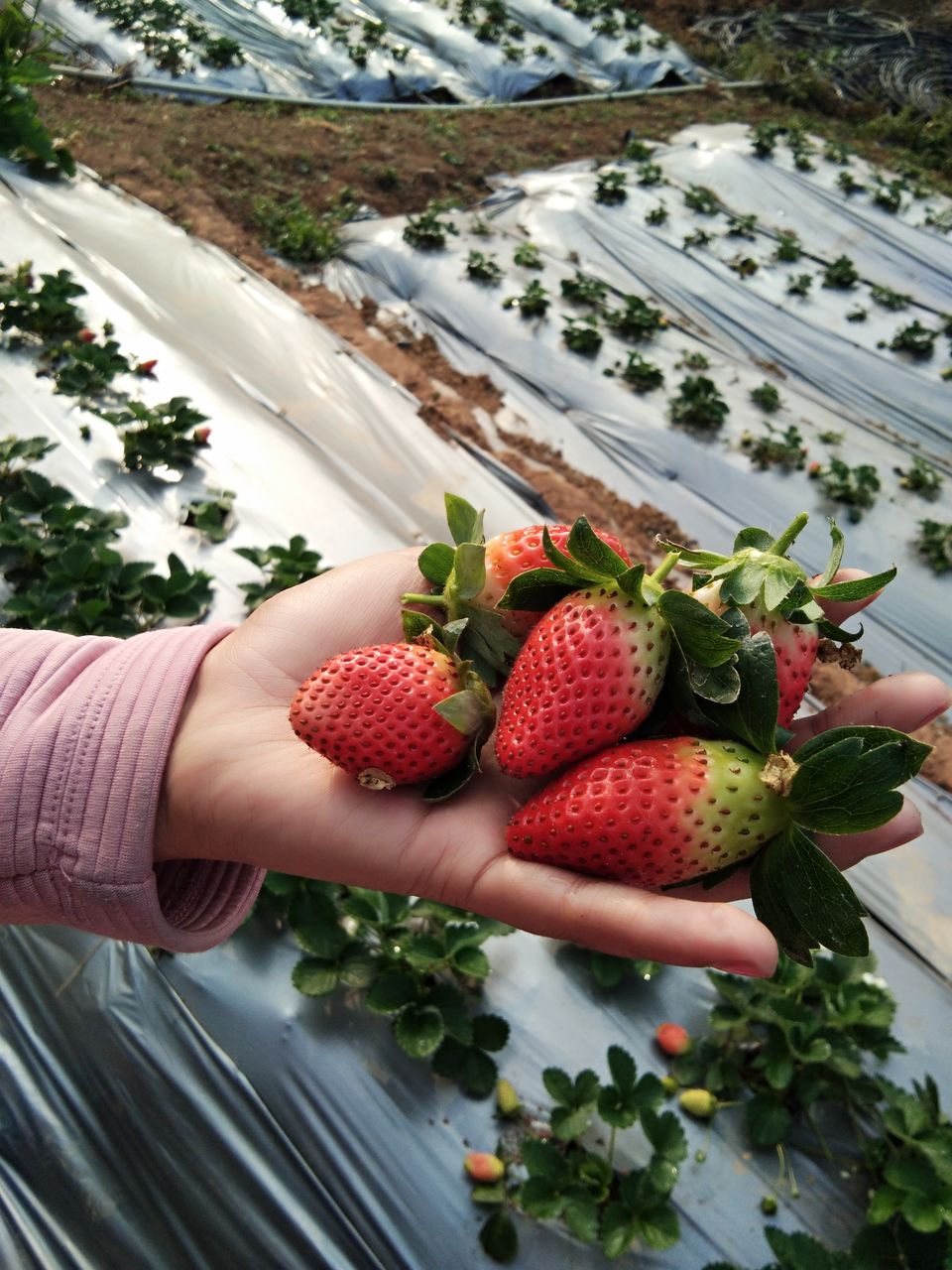 Photo of The untold story of Strawberry Village- Shillong Meghalaya Northeast India. #northeastitinerary by Unwind with Anu Brahma