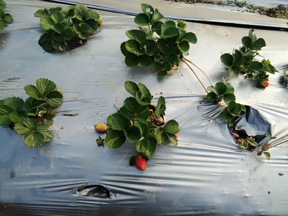 Photo of The untold story of Strawberry Village- Shillong Meghalaya Northeast India. #northeastitinerary by Unwind with Anu Brahma