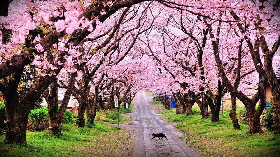 Photo of 10 Reasons to visit Scotland of East - Shillong! by Unwind with Anu Brahma