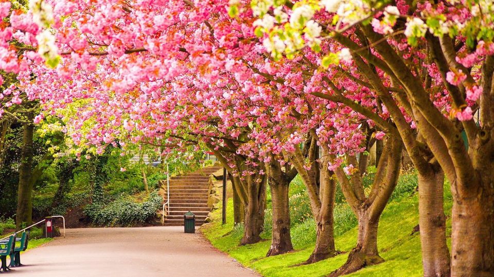 Photo of 10 Reasons to visit Scotland of East - Shillong! by Unwind with Anu Brahma