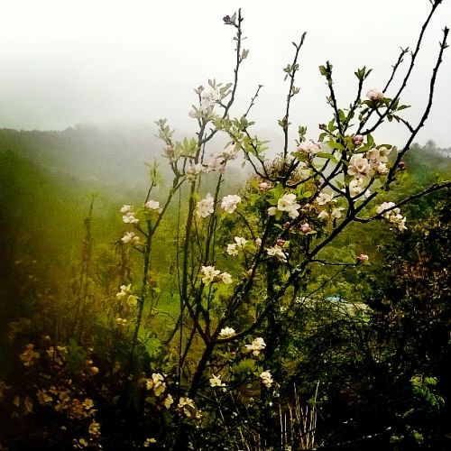 Photo of Those remote corners of the hills 1/17 by Parnashree Devi
