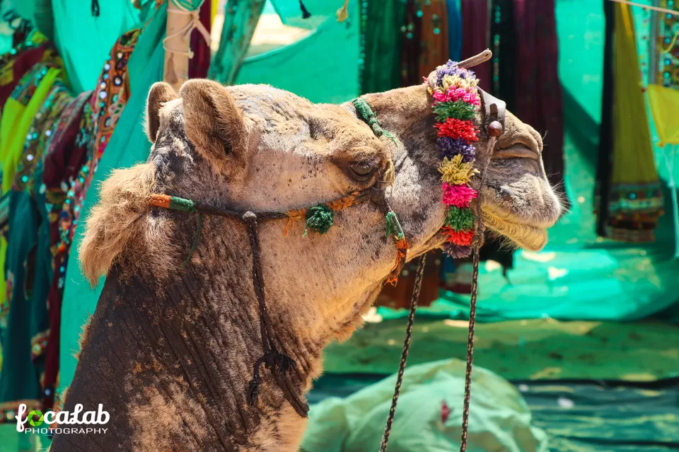 Photo of Pushkar desert, Pushkar, Rajasthan, India by Ankit Kumar