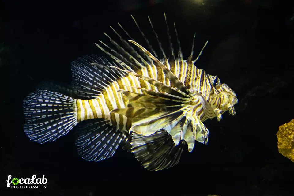 Photo of Aquaria KLCC, Jalan Pinang, Kuala Lumpur City Centre, Kuala Lumpur, Federal Territory of Kuala Lumpur, Malaysia by Ankit Kumar