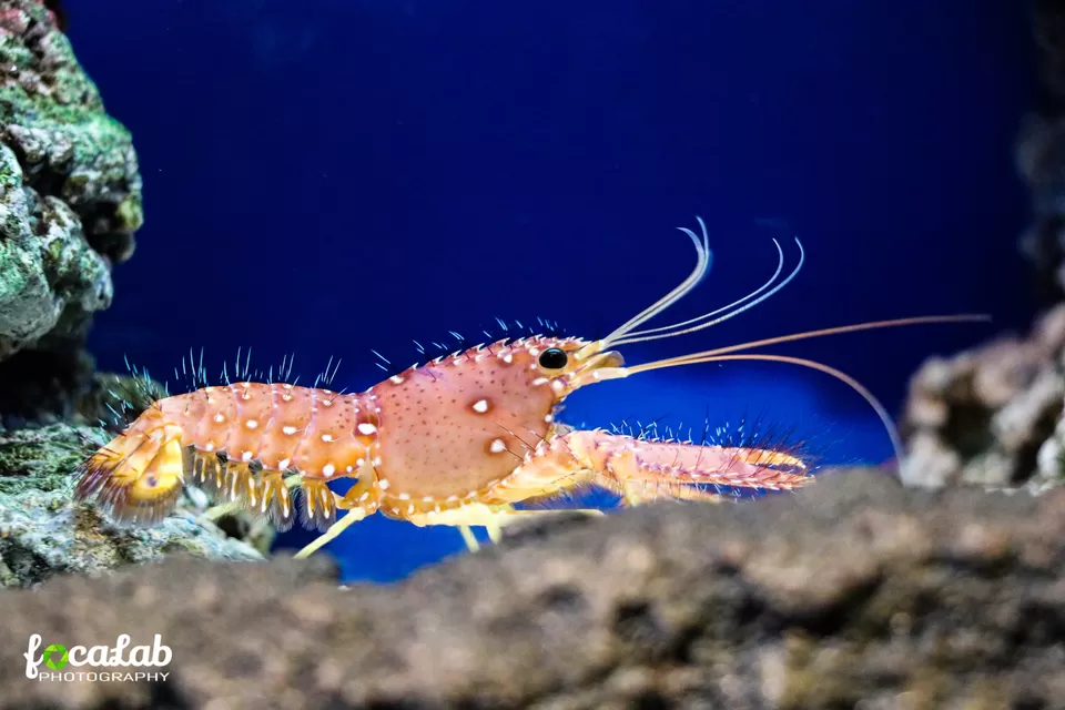 Photo of Aquaria KLCC, Jalan Pinang, Kuala Lumpur City Centre, Kuala Lumpur, Federal Territory of Kuala Lumpur, Malaysia by Ankit Kumar