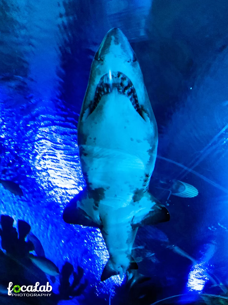 Photo of Aquaria KLCC, Jalan Pinang, Kuala Lumpur City Centre, Kuala Lumpur, Federal Territory of Kuala Lumpur, Malaysia by Ankit Kumar