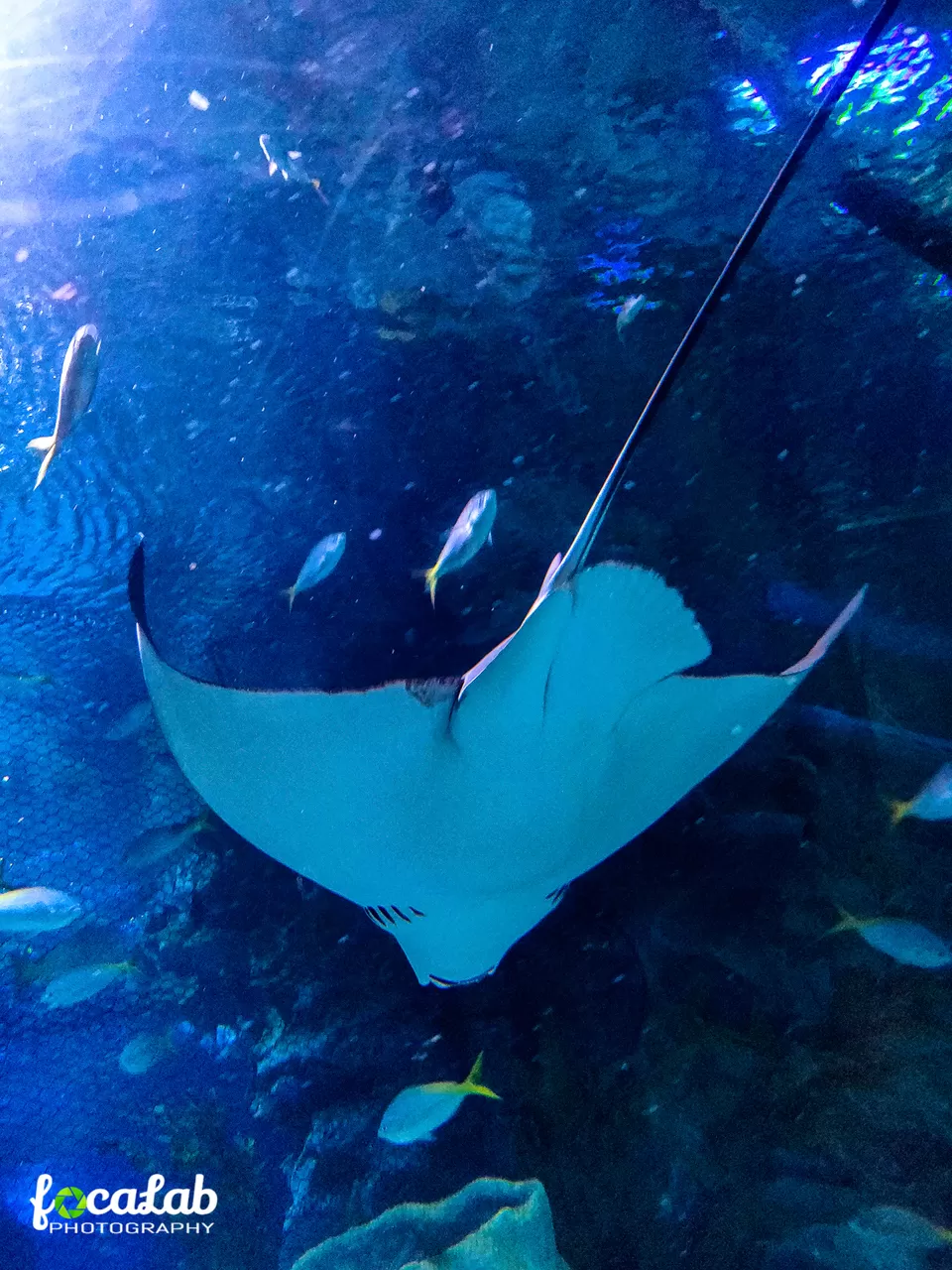 Photo of Aquaria KLCC, Jalan Pinang, Kuala Lumpur City Centre, Kuala Lumpur, Federal Territory of Kuala Lumpur, Malaysia by Ankit Kumar