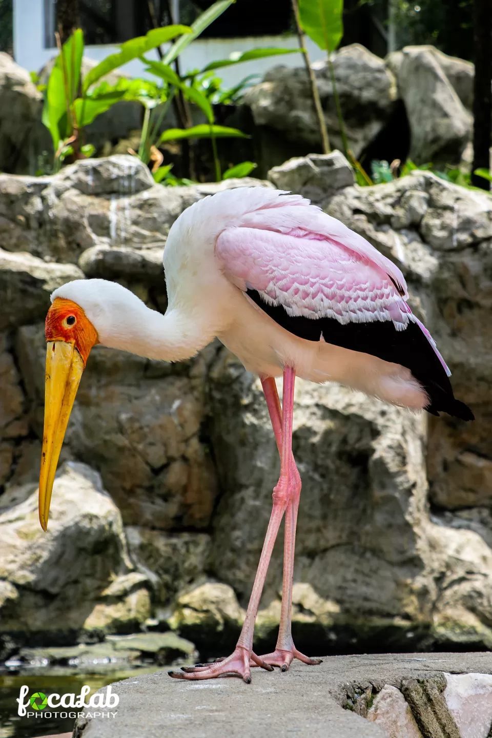 Photo of Kuala Lumpur Bird Park, KL Bird Park, Jalan Cenderawasih, Perdana Botanical Gardens, Kuala Lumpur, Federal Territory of Kuala Lumpur, Malaysia by Ankit Kumar