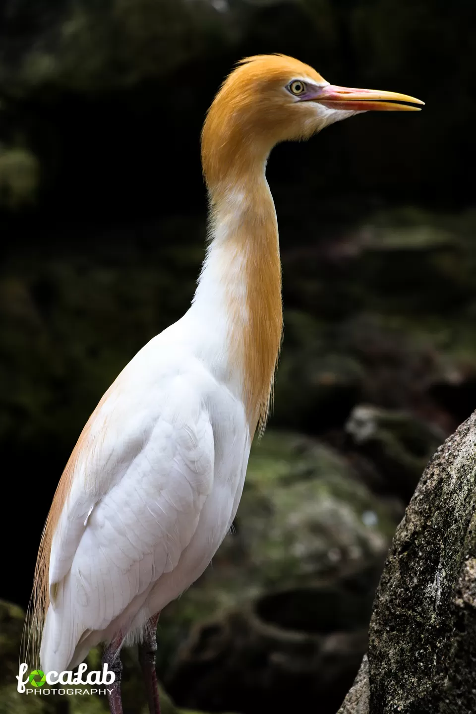 Photo of Kuala Lumpur Bird Park, KL Bird Park, Jalan Cenderawasih, Perdana Botanical Gardens, Kuala Lumpur, Federal Territory of Kuala Lumpur, Malaysia by Ankit Kumar