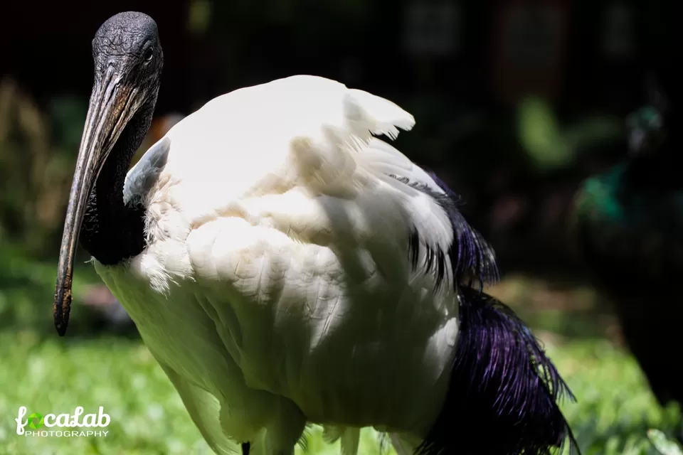 Photo of Kuala Lumpur Bird Park, KL Bird Park, Jalan Cenderawasih, Perdana Botanical Gardens, Kuala Lumpur, Federal Territory of Kuala Lumpur, Malaysia by Ankit Kumar