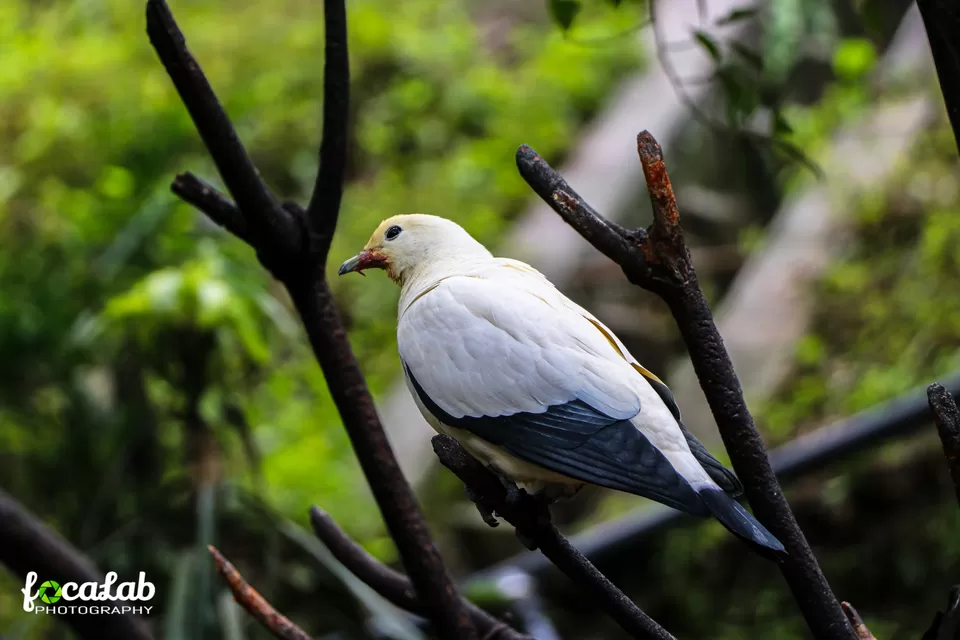 Photo of Kuala Lumpur Bird Park, KL Bird Park, Jalan Cenderawasih, Perdana Botanical Gardens, Kuala Lumpur, Federal Territory of Kuala Lumpur, Malaysia by Ankit Kumar