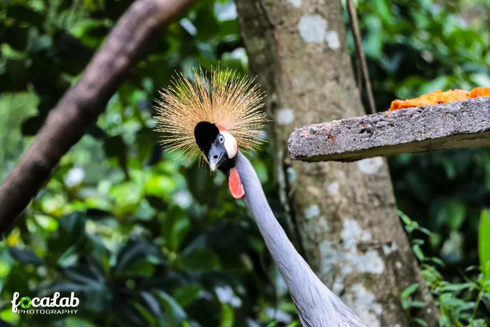 Photo of Kuala Lumpur Bird Park, KL Bird Park, Jalan Cenderawasih, Perdana Botanical Gardens, Kuala Lumpur, Federal Territory of Kuala Lumpur, Malaysia by Ankit Kumar