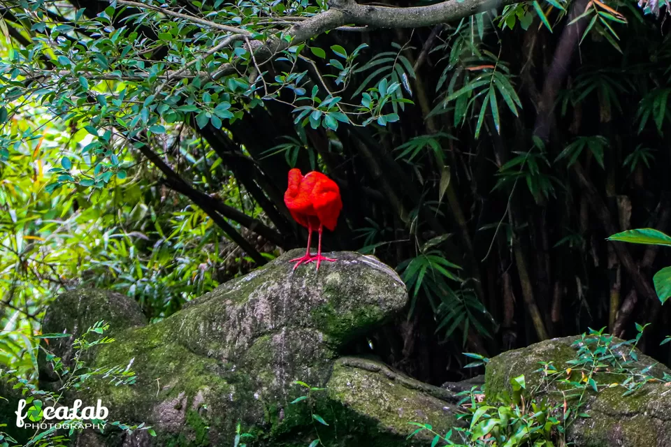 Photo of Kuala Lumpur Bird Park, KL Bird Park, Jalan Cenderawasih, Perdana Botanical Gardens, Kuala Lumpur, Federal Territory of Kuala Lumpur, Malaysia by Ankit Kumar