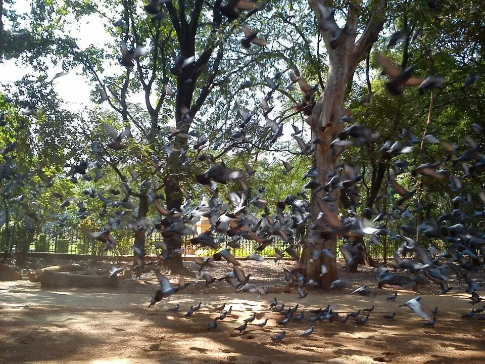 Photo of Cubbon Park, Sampangi Rama Nagar, Bengaluru, Karnataka, India by Unshod Rover