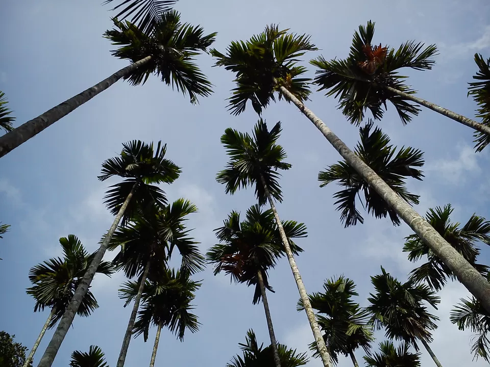 Photo of Kottiyoor, Kerala, India by Unshod Rover