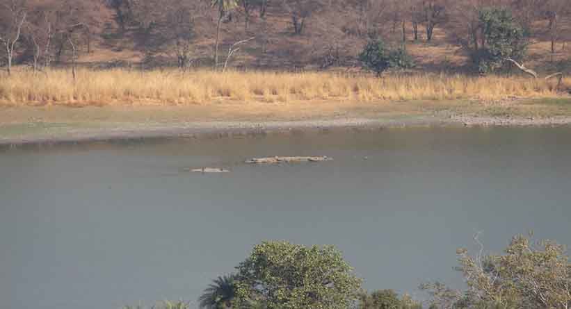 Photo of Ranthambore National Park, Prempura, Rajasthan, India by Varun Srivastava