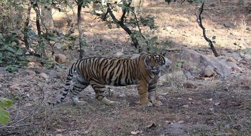 Photo of Ranthambore National Park, Prempura, Rajasthan, India by Varun Srivastava