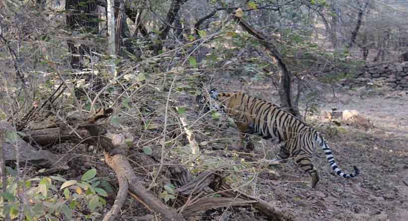 Photo of Ranthambore National Park, Prempura, Rajasthan, India by Varun Srivastava