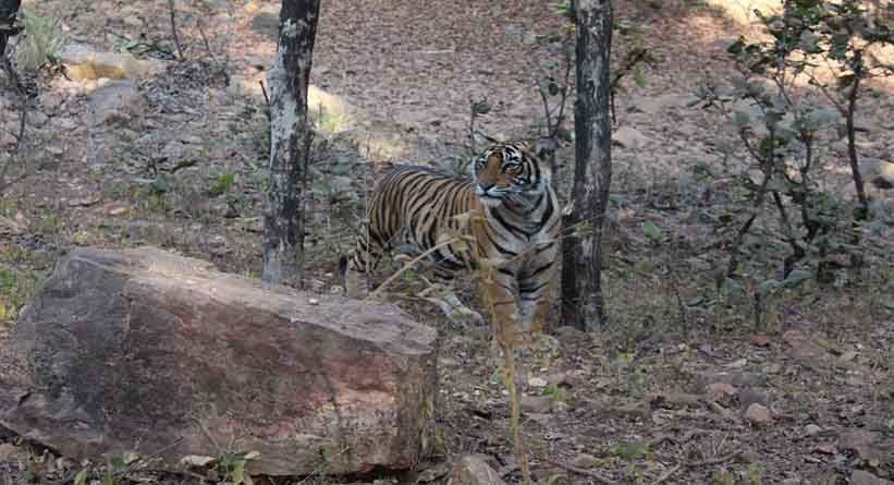Photo of Ranthambore National Park, Prempura, Rajasthan, India by Varun Srivastava