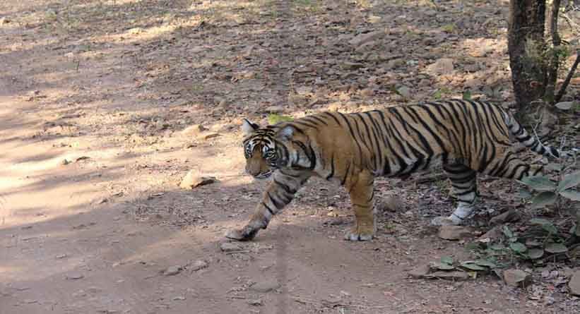 Photo of Ranthambore National Park, Prempura, Rajasthan, India by Varun Srivastava