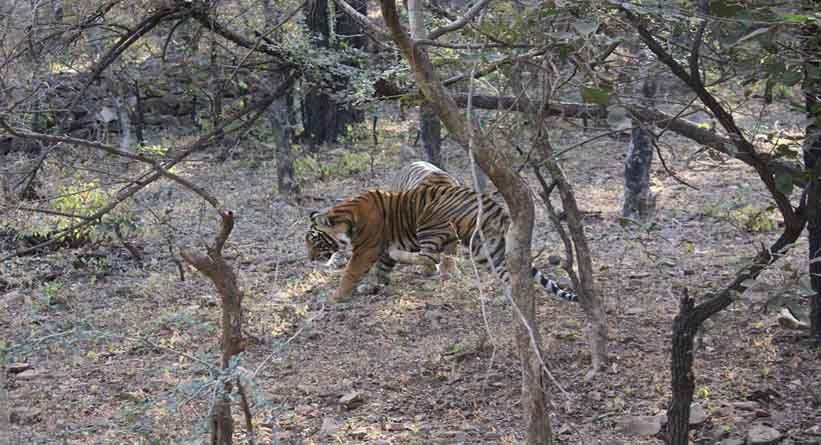 Photo of Ranthambore National Park, Prempura, Rajasthan, India by Varun Srivastava