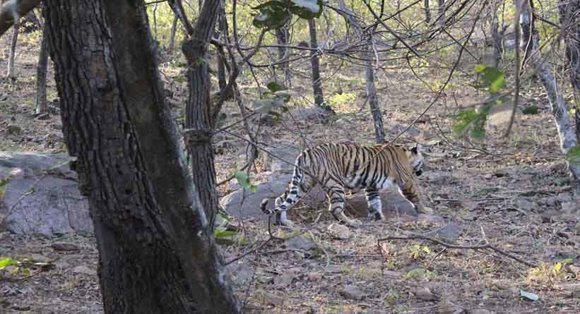 Photo of Ranthambore National Park, Prempura, Rajasthan, India by Varun Srivastava