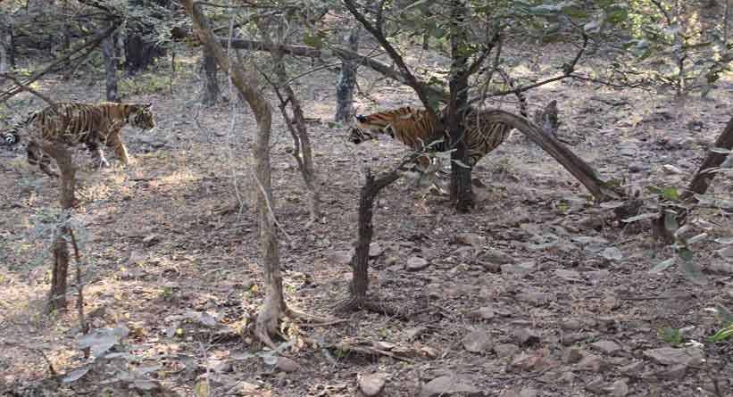 Photo of Ranthambore National Park, Prempura, Rajasthan, India by Varun Srivastava