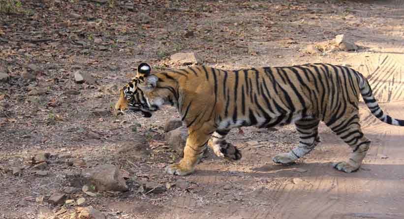 Photo of Ranthambore National Park, Prempura, Rajasthan, India by Varun Srivastava
