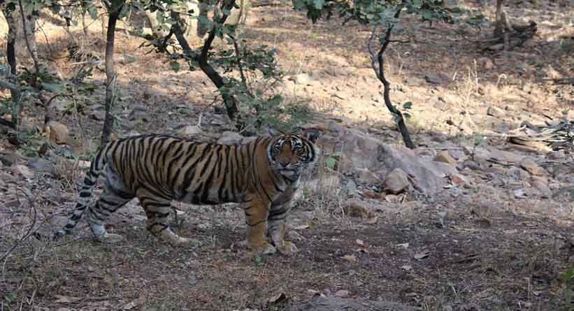 Photo of Ranthambore National Park, Prempura, Rajasthan, India by Varun Srivastava