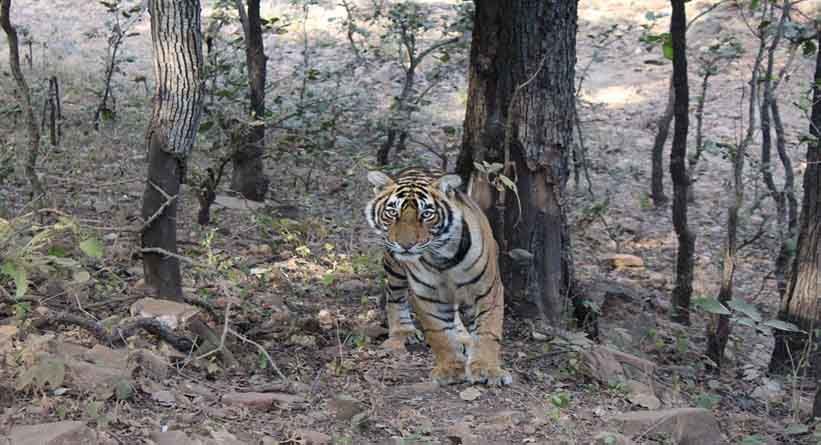 Photo of Ranthambore National Park, Prempura, Rajasthan, India by Varun Srivastava