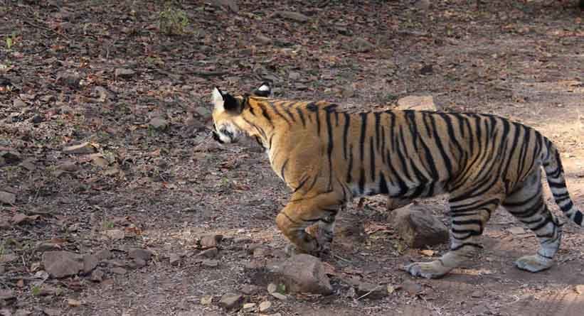 Photo of Ranthambore National Park, Prempura, Rajasthan, India by Varun Srivastava