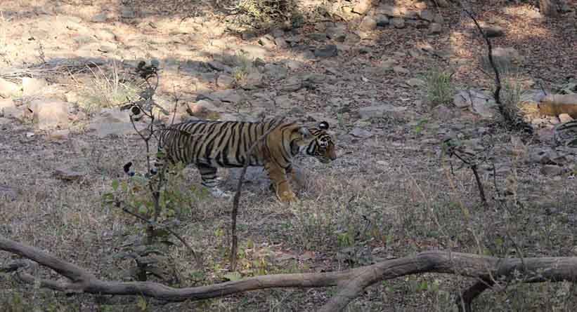 Photo of Ranthambore National Park, Prempura, Rajasthan, India by Varun Srivastava