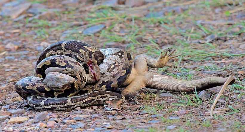 Photo of Ranthambore National Park, Prempura, Rajasthan, India by Varun Srivastava