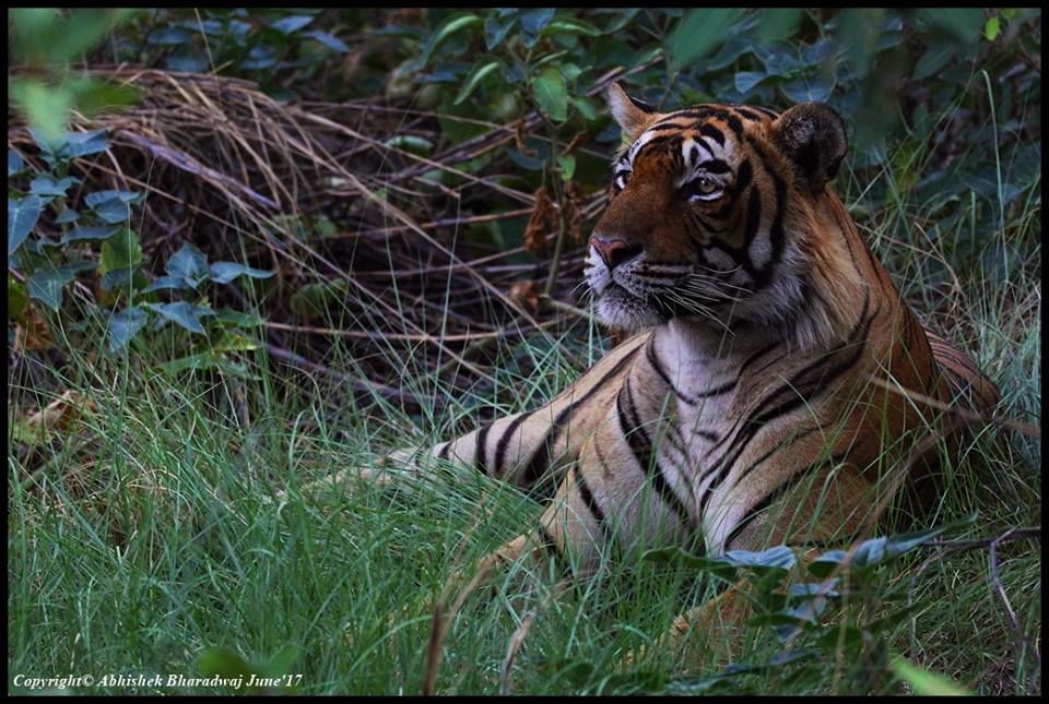 Photo of Ranthambore National Park - India's Most Visited National Park 2/13 by Varun Srivastava