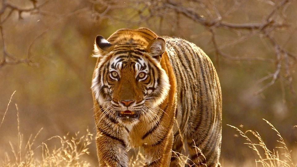 Photo of Ranthambore National Park - India's Most Visited National Park 3/13 by Varun Srivastava