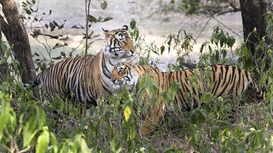 Photo of Ranthambore National Park - India's Most Visited National Park 4/13 by Varun Srivastava