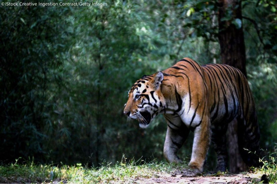 Photo of Ranthambore National Park Opens Again for the Tiger Spotting after Monsoon Closing for 3 Months 1/2 by Varun Srivastava