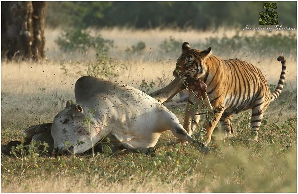 Photo of Ranthambore National Park Opens Again for the Tiger Spotting after Monsoon Closing for 3 Months 2/2 by Varun Srivastava