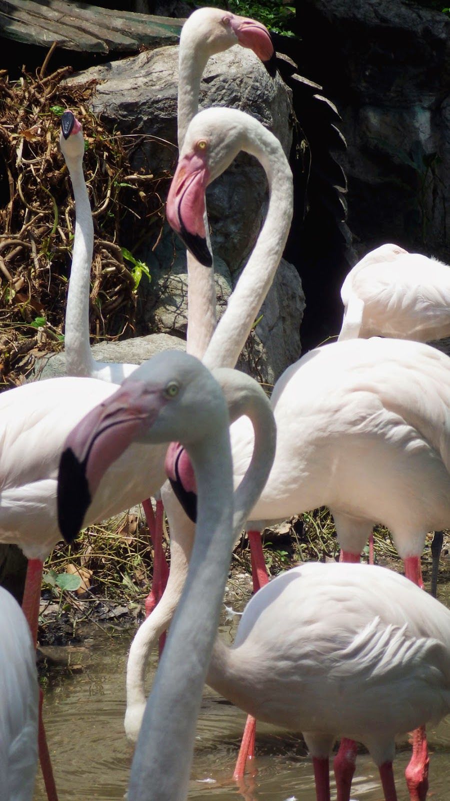 Photo of Chiang Mai Zoo Huai Kaeo Road Chiang Mai Thailand by lucy m