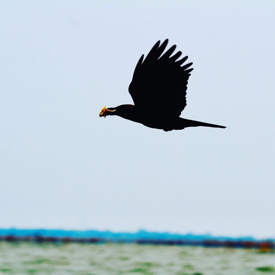 Photo of Chilika Lake, Odisha, India by Samir Anand