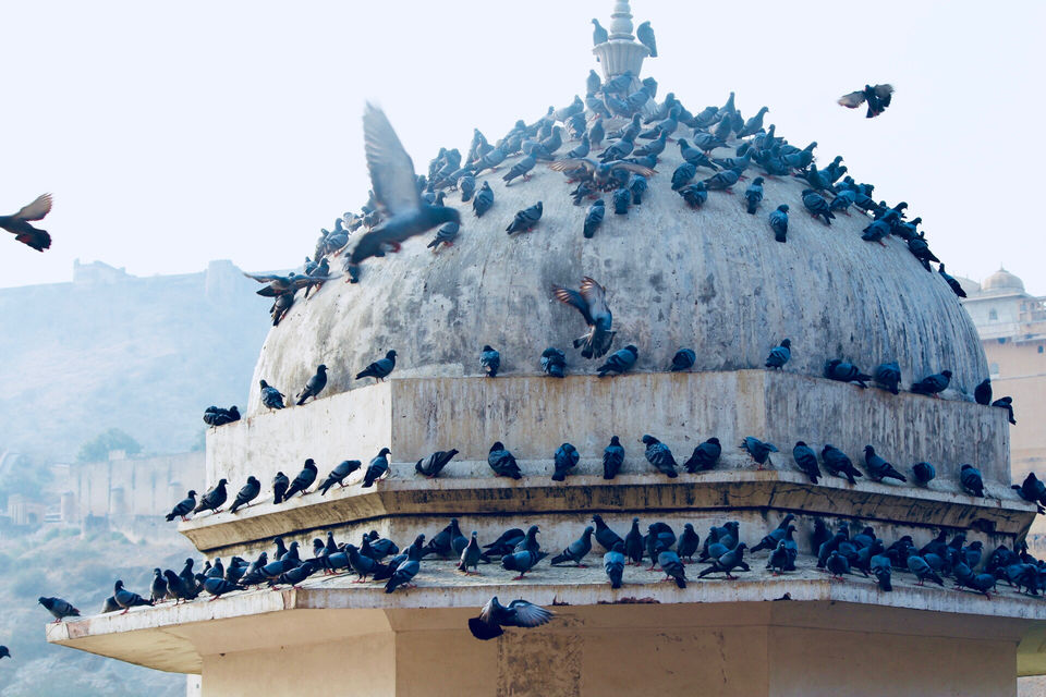 Photo of PADHARO 'PINK CITY' - A HAPPY JAIPUR TRIP by Samir Anand