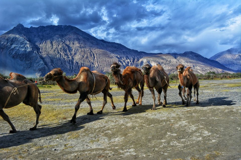 Photo of Nubra Valley by Sabhyaa Jaswal