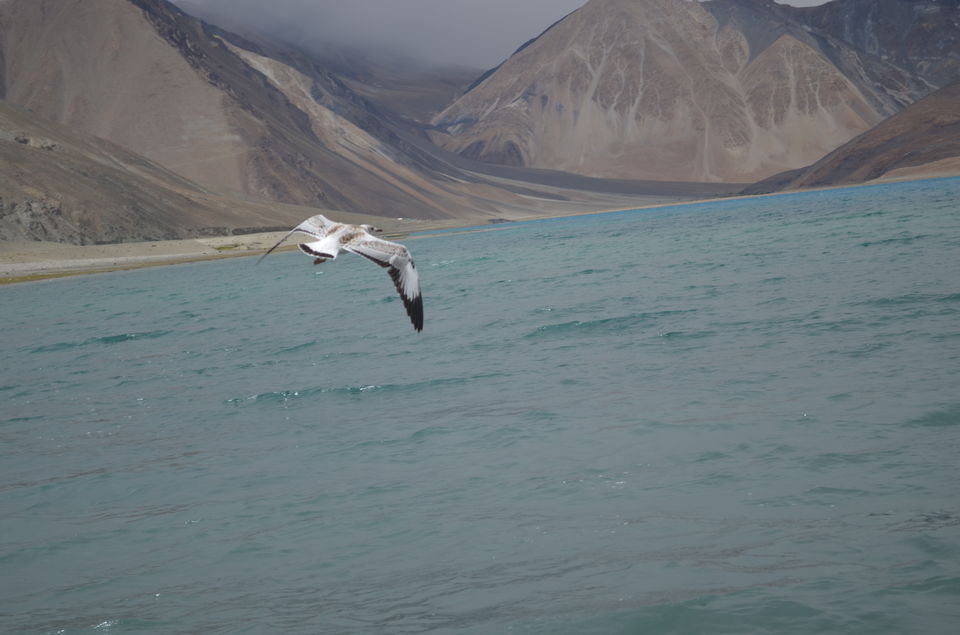 Photo of Ladakh- A Road Of Transformation 4/6 by Aarushi Jain
