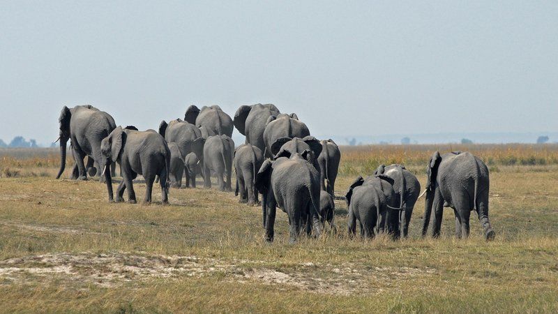 Photo of Buzzing Botswana: 5 Amazing Reasons Why It Should Be Your Next Travel Destination 1/4 by Bookallsafaris.com