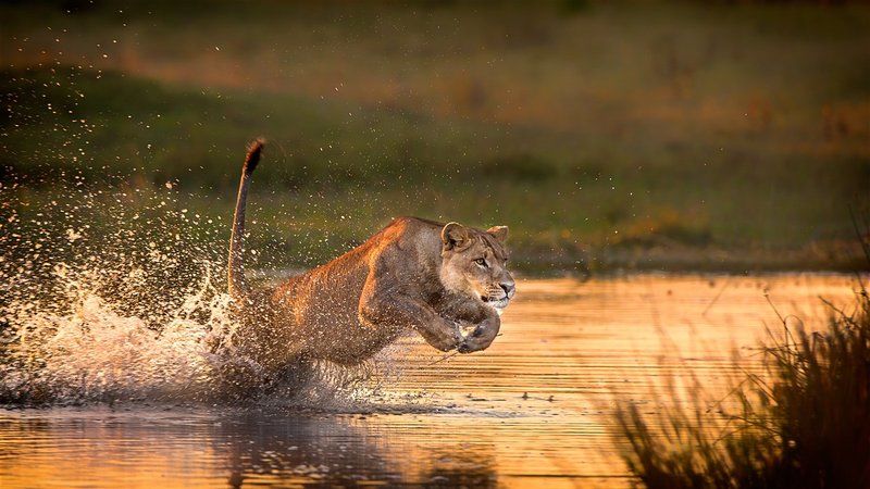 Photo of Buzzing Botswana: 5 Amazing Reasons Why It Should Be Your Next Travel Destination 3/4 by Bookallsafaris.com