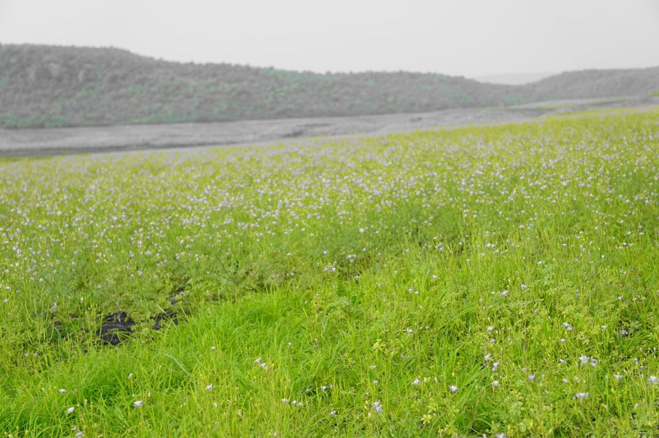 Photo of Somasila, Telangana, India by Prathibha Pamujula