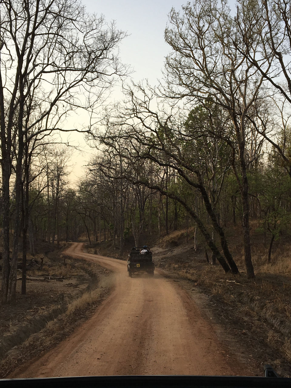 Photo of Stay Alert! Tiger Is Around! by Samruddhi Haldankar